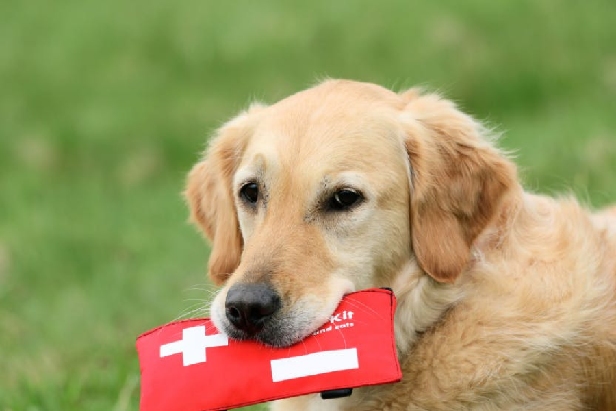 Pet First-Aid Guide